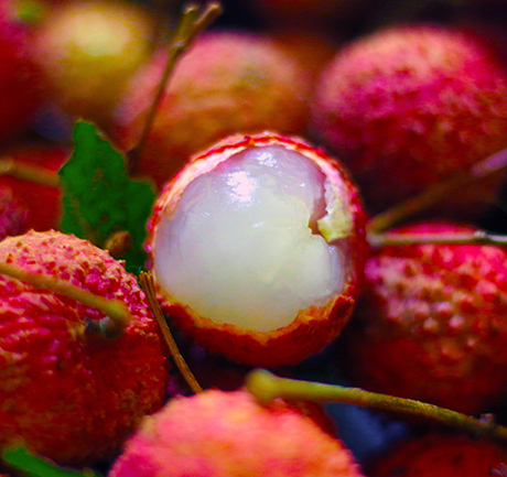 A bumper harvest of 34,500 mu of lychees in Teng County, Guangxi